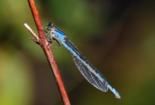 Enallagma cyathigerum